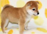 柴犬(標準サイズ)【徳島県・女の子・2017年10月10日・赤】の写真4「12月3日撮影」
