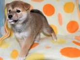 柴犬(標準サイズ)【徳島県・女の子・2021年7月26日・赤】の写真4