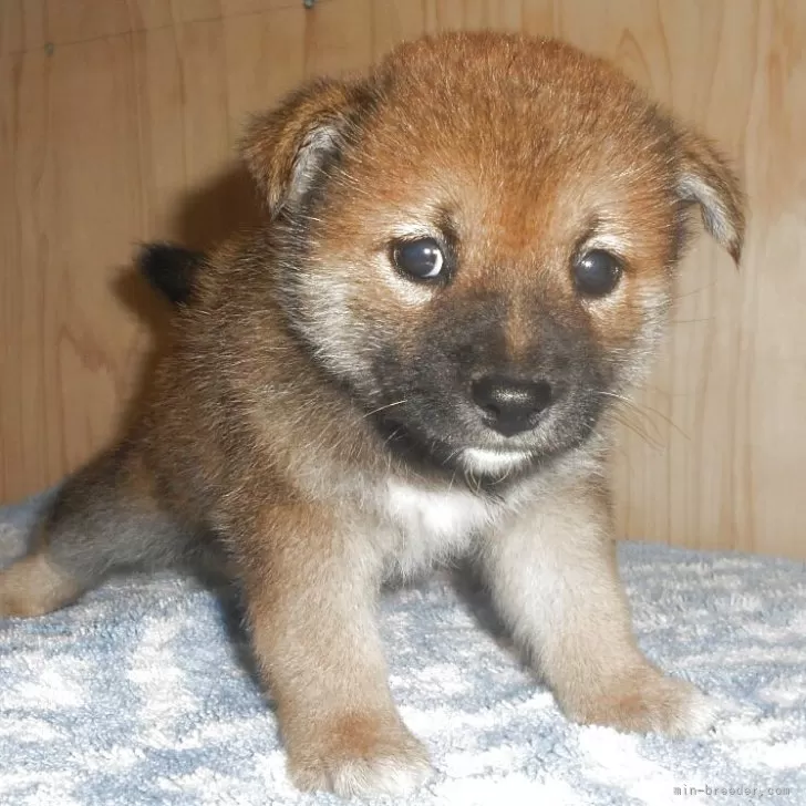 柴犬(標準サイズ)【鹿児島県・女の子・2025年8月16日・赤色】の写真1「9/23撮影しました。」