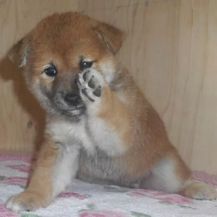 柴犬(標準サイズ)【鹿児島県・女の子・2025年8月16日・赤色】の写真1「9/23撮影しました。」