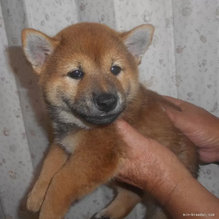 ID：2508-05393の子犬