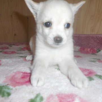 ミックス(柴犬×チワワ)【鹿児島県・女の子・2025年7月30日・ホワイト&クリーム】の写真「よくおっぱいを飲みもこもこしていて、可愛いです」