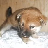 柴犬(標準サイズ)【鹿児島県・女の子・2025年8月16日・赤色】の写真3「９/２３撮影しました。」