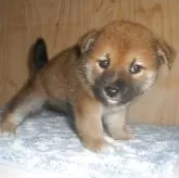 柴犬(標準サイズ)【鹿児島県・女の子・2025年8月16日・赤色】の写真2「９/２３撮影しました。」