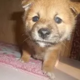 柴犬(標準サイズ)【鹿児島県・女の子・2025年8月16日・赤色】の写真2「９/２３撮影しました。」