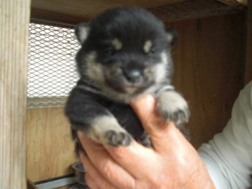 柴犬(豆柴)【鹿児島県・男の子・2019年4月9日・黒色】の写真「色彩良く、後頭部の盛りが有り、とても可愛いです。」