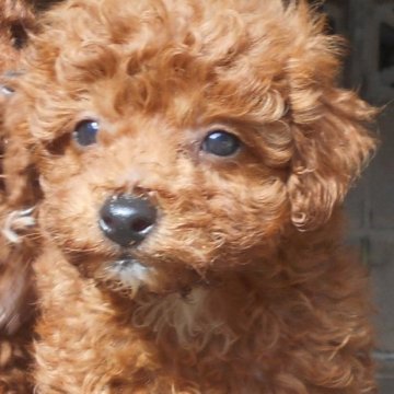 トイプードル(トイ)【鹿児島県・男の子・2023年10月8日・赤色】の写真「元気いっぱいの男の子です。」