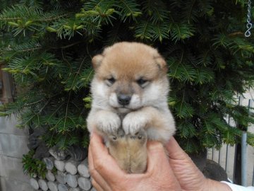 柴犬(豆柴)【鹿児島県・男の子・2021年3月3日・赤色】の写真「丸々ぽっちゃりで、愛嬌たっぷりです。」