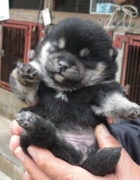 柴犬(豆柴)【鹿児島県・女の子・2018年12月13日・黒色】の写真「3匹産まれの1匹母犬は愛嬌たっぷり母譲りで、可愛い」