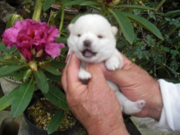 柴犬(豆柴)【鹿児島県・女の子・2019年4月9日・白色】の写真「体動素早く、元気いっぱい、お鼻は黒色です。」