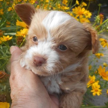 チワプー(チワワとトイプードル)【鹿児島県・男の子・2024年4月14日・ゴールド&ホワイト】の写真「毛色が光線の当たり方で、金色で運が良いラッキーです」