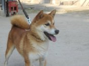 柴犬(標準サイズ)【・男の子・2020年12月1日・赤色】「2025/8/18撮影しました。」