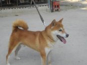 柴犬(標準サイズ)【・男の子・2020年12月1日・赤色】「2025/8/1撮影しました。」