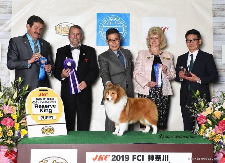 松本　朗子(まつもと　あきこ)ブリーダー(神奈川県・シェットランドシープドッグ・JKC/日本コリークラブ登録)の紹介写真2