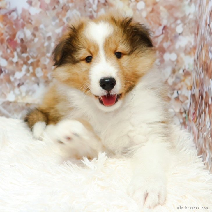 ブリーダー画像