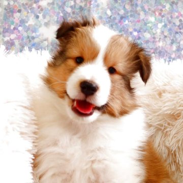 シェットランドシープドッグ【神奈川県・男の子・2025年2月17日・セーブル&ホワイト】の写真「元気いっぱい綺麗な子です」