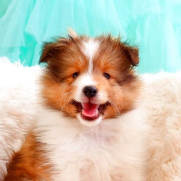 シェットランドシープドッグ【神奈川県・男の子・2025年3月4日・セーブル&ホワイト】の写真「フルカラーの小柄な子です。」