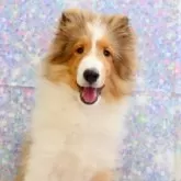 シェットランドシープドッグ