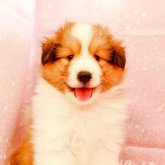 シェットランドシープドッグ