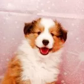 シェットランドシープドッグ