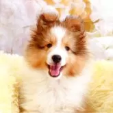 シェットランドシープドッグ【神奈川県・男の子・2025年3月4日・セーブル&ホワイト】の写真1