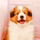 シェットランドシープドッグ