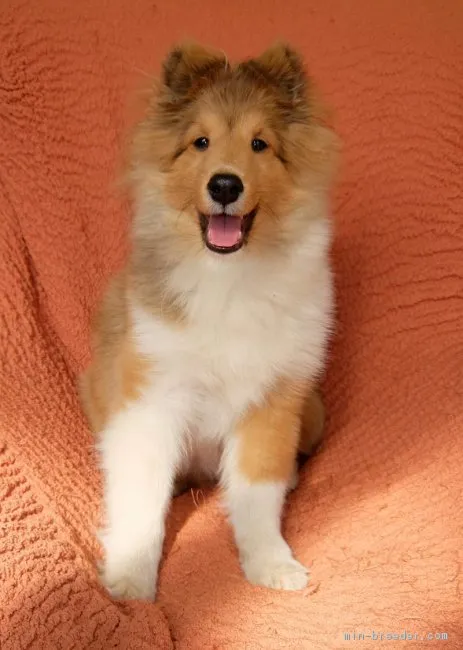 ID：1702-01237の子犬