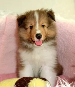 ID：1308-00357の子犬