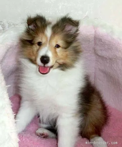 ID：1510-00427の子犬