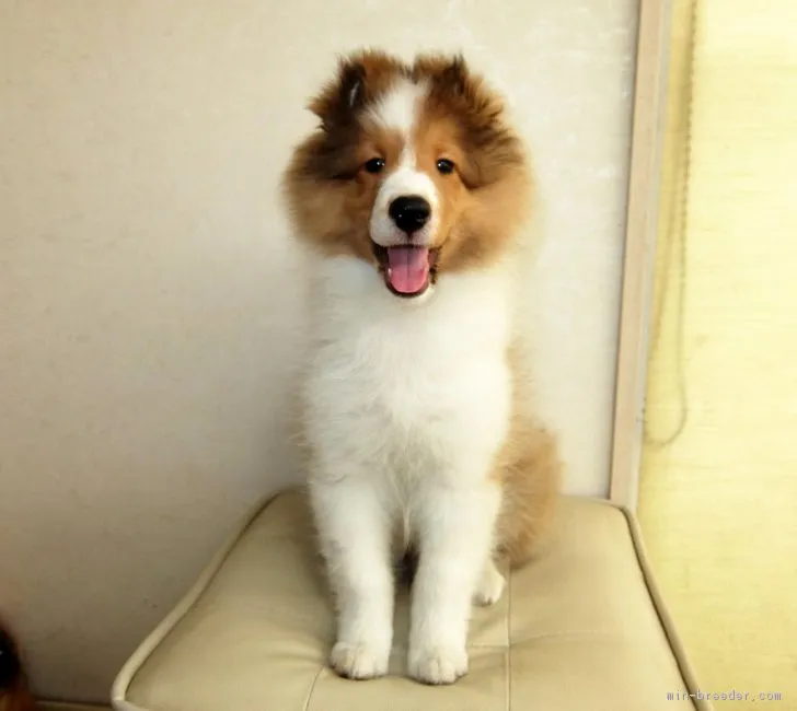 ID：1809-00161の子犬