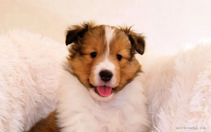 ID：2102-01245の子犬