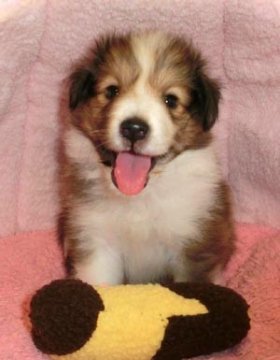 シェットランドシープドッグ【神奈川県・女の子・2012年9月7日・セーブル】の写真「」