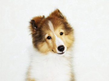 シェットランドシープドッグ【神奈川県・女の子・2019年5月26日・セーブル&ホワイト】の写真「可愛いミニシェルティの女の子です」