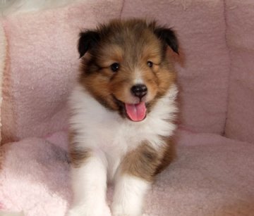 シェットランドシープドッグ【神奈川県・男の子・2016年6月30日・セーブル】の写真「小柄で可愛い男の子です」