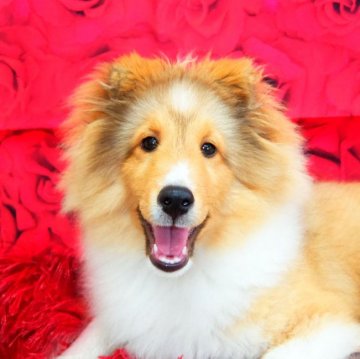 シェットランドシープドッグ【神奈川県・男の子・2021年12月14日・セーブル&ホワイト】の写真「綺麗なゴールデンセーブルです」