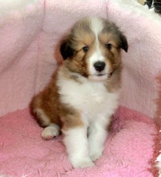 シェットランドシープドッグ【神奈川県・男の子・2015年1月22日・セーブル】の写真「父犬　グランドチャンピオンです」