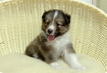 シェットランドシープドッグ【神奈川県・男の子・2018年8月5日・セーブル】の写真「血統優秀です」