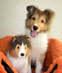 シェットランドシープドッグ【神奈川県・男の子・2012年6月10日・セーブル&ホワイト】の写真「」