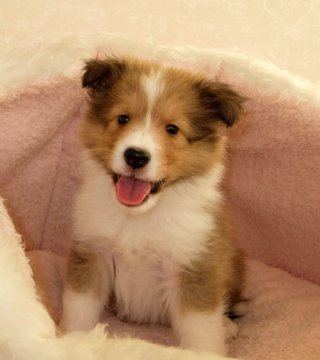 シェットランドシープドッグ【神奈川県・男の子・2016年10月9日・セーブル】の写真「太いフルカラーです」