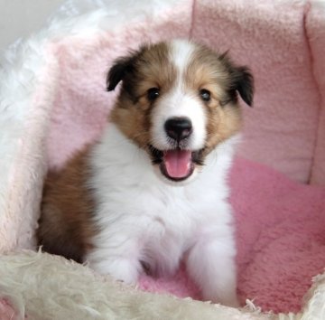 シェットランドシープドッグ【神奈川県・女の子・2018年4月23日・セーブル】の写真「綺麗なフルカラーです」