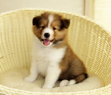 シェットランドシープドッグ【神奈川県・女の子・2018年6月6日・セーブル】の写真「可愛いお顔です」