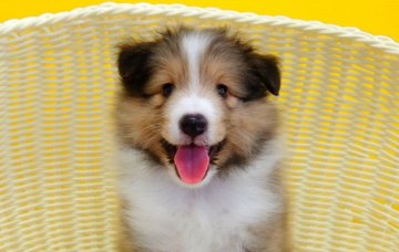 シェットランドシープドッグ【神奈川県・男の子・2020年5月30日・セーブル&ホワイト】の写真「ワンランク上の子犬をお探しの方に」