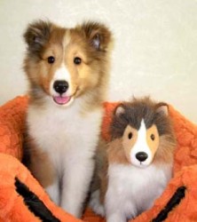 シェットランドシープドッグ【神奈川県・男の子・2012年6月3日・セーブル&ホワイト】の写真「」