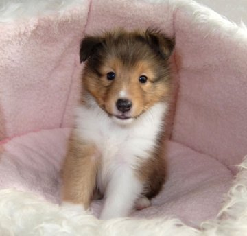 シェットランドシープドッグ【神奈川県・男の子・2016年6月29日・セーブル】の写真「甘えん坊な可愛い男の子です」