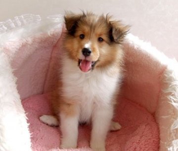 シェットランドシープドッグ【神奈川県・女の子・2016年1月17日・セーブル】の写真「」