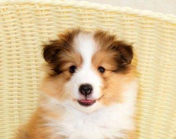 シェットランドシープドッグ【神奈川県・女の子・2021年3月30日・セーブル&ホワイト】の写真「小柄です」