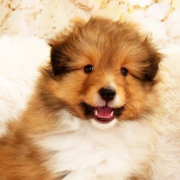 シェットランドシープドッグ【神奈川県・男の子・2023年1月12日・セーブル&ホワイト】の写真「小柄です。 小さい子をご希望の方に」