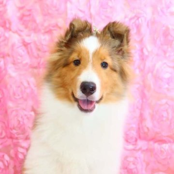 シェットランドシープドッグ【神奈川県・女の子・2024年4月8日・セーブル&ホワイト】の写真「フルカラーの明るい女の子です」