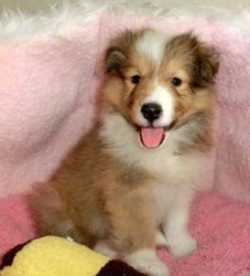 シェットランドシープドッグ【神奈川県・女の子・2012年10月11日・セーブル】の写真「」