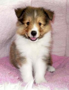 シェットランドシープドッグ【神奈川県・女の子・2012年6月8日・セーブル&ホワイト】の写真「」